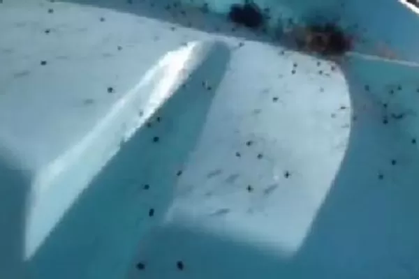 ¿Por qué no tocar restos de pelo ajeno?