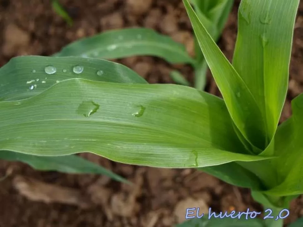 ESCASEZ. Las plantas de maíz claman por recibir más agua de lluvia. 