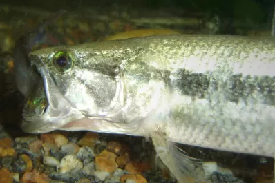 Luego de las palometas, ahora atacan las tarariras