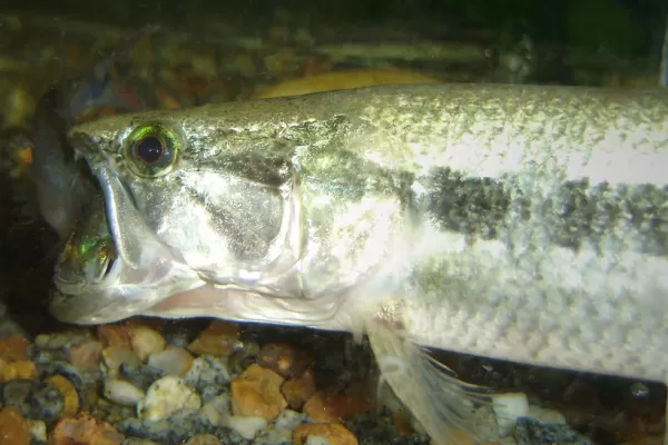 Luego de las palometas, ahora atacan las tarariras