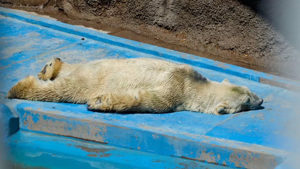 EXHAUSTO. Una de las imagenes más conmovedoras del oso polar Arturo. FOTO TOMADA DE LANACION.COM
