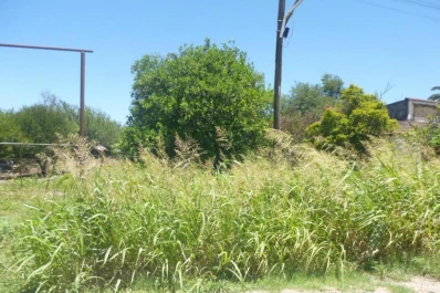 Los yuyos se comieron la banquina de una ruta
