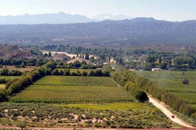 Catamarca: El granizo afectó cultivos frutales, viñedos y olivares
