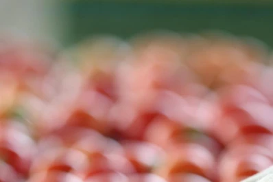 La importación de tomate podría afectar a la producción local