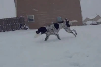 Un perro que desafió la ola polar hace furor en YouTube