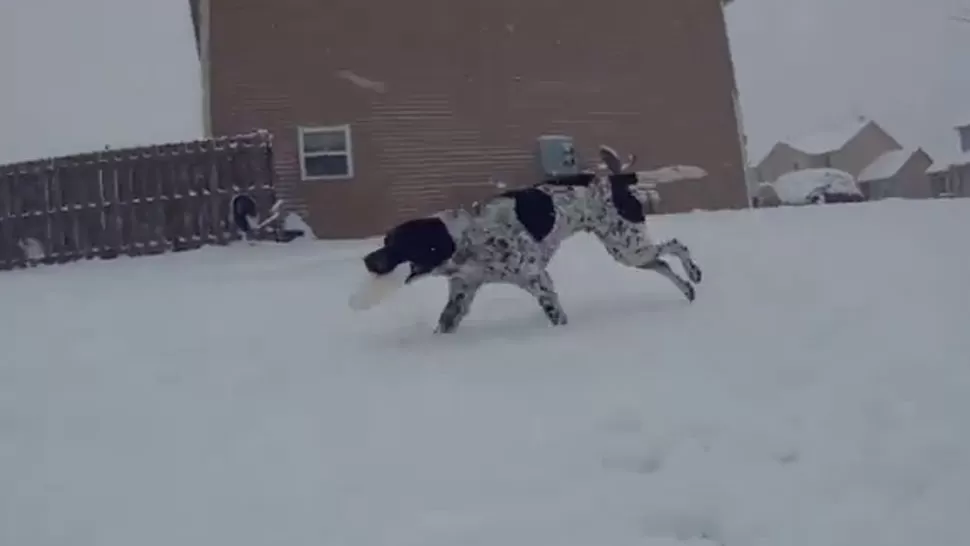 DIVERTIDO. El perro, jugando y corriendo en la nieve. CAPTURA DE VIDEO