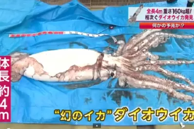 Encuentran un calamar gigante en Japón