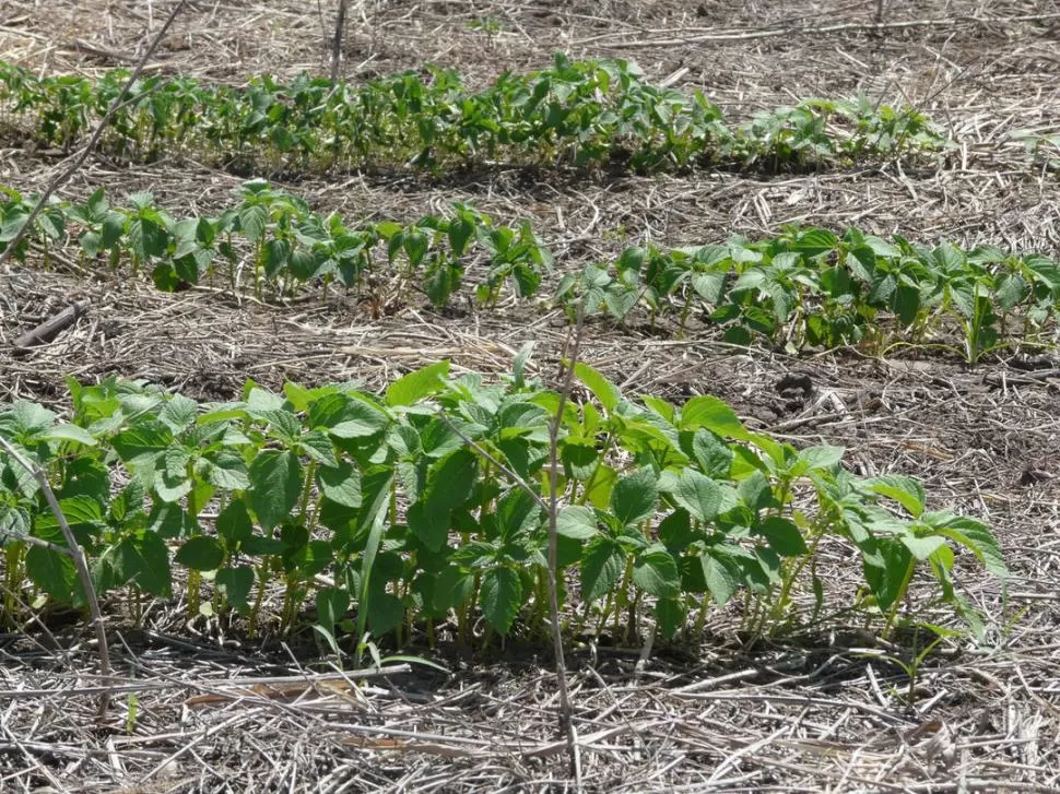 DESARROLLO. Las plantas de chía suelen mostrar en los campos distintos estadíos de desarrollo, pero al llegar la cosecha todas terminan parejas. 