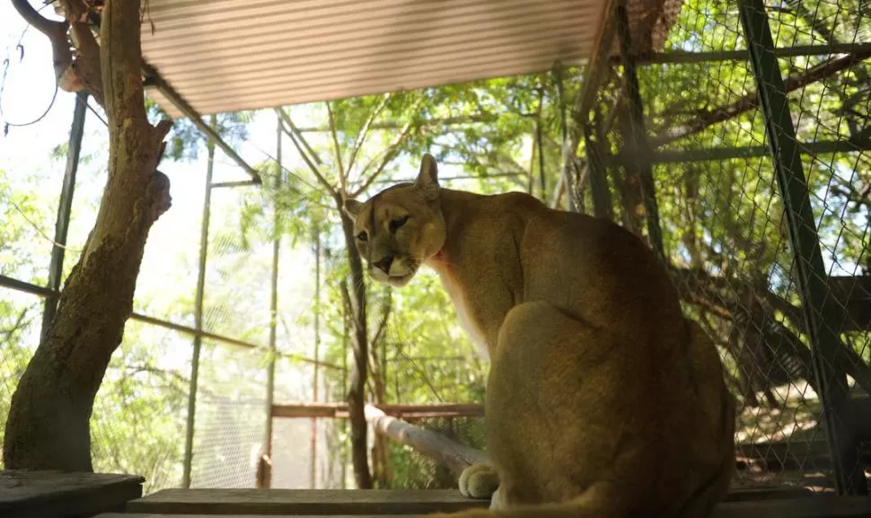 IMPONENTE. En la reserva, el puma Vadalí es uno de los felinos que más llama la atención de los visitantes. LA GACETA / FOTOS DE FRANCO VERA