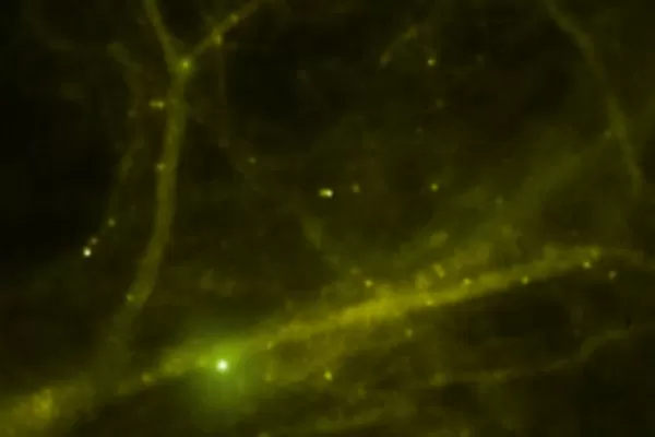 Filman por primera vez cómo se forma la memoria en el cerebro