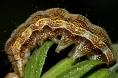 La helicoverpa armiguera amenaza los cultivos