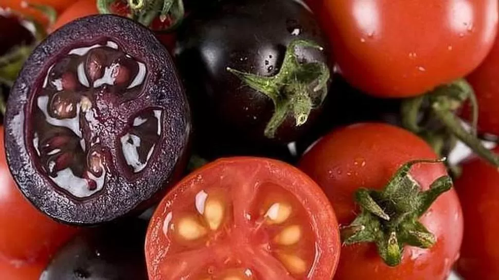 Un laboratorio británico logró tomates morados para prevenir el cáncer