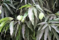 El frío complica las plantaciones de California