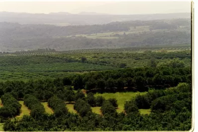 No bajar los brazos para prevenir el HLB