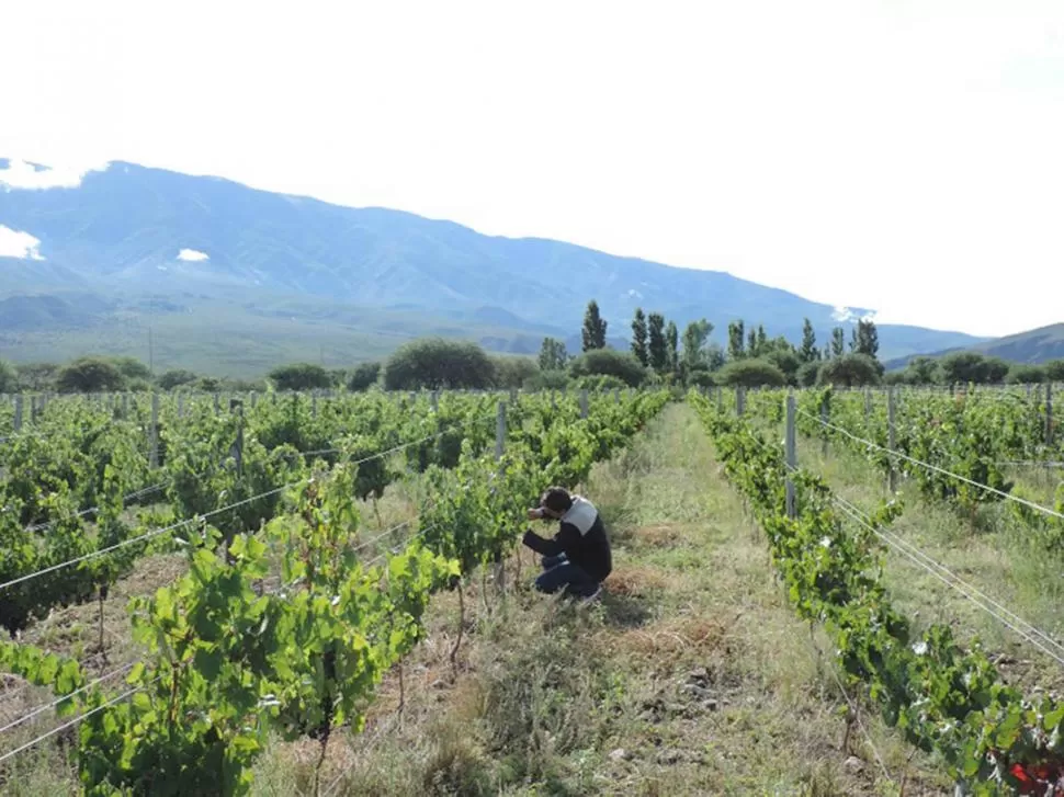 TODO PREVISTO. Los productores de Los Zazos cuidan hasta el último detalle en sus plantaciones, para asegurarse la mejor producción y, de ser posible, el mejor producto vinícola.  