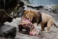 Indignación por el sacrificio de una jirafa bebé sana en un zoo de Dinamarca