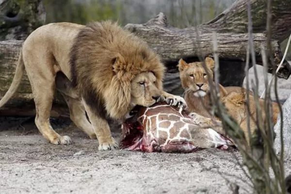 El director del zoo que sacrificó una jirafa bebé denuncia amenazas de  muerte