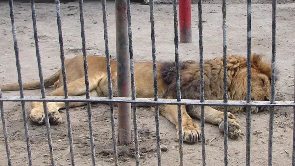 OLVIDADOS. Algunas ONG habían denunciado el descuido de los animales del zoológico. FOTO TOMADA DE COMUNIDAD.SANTIAGODELESTERO.NET 