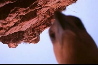 Un águila se robó una cámara de video y filmó su propio viaje