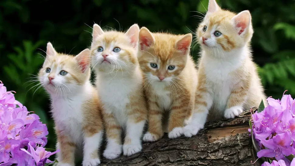 CELEBRACION. Hoy se conmemora el Día Internacional del gato. FOTO TOMADA DE MINIFAUNA.COM