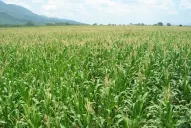 La Escuela de Agricultura está al servicio de la industria local desde sus orígenes
