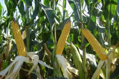 Cultivos transgénicos y sus beneficios