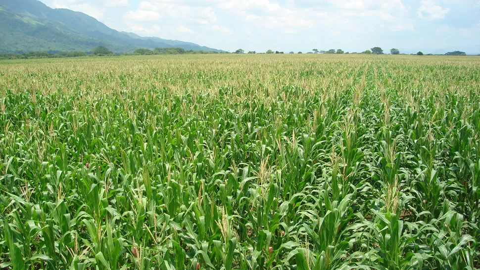 campo sembrado con maíz.
