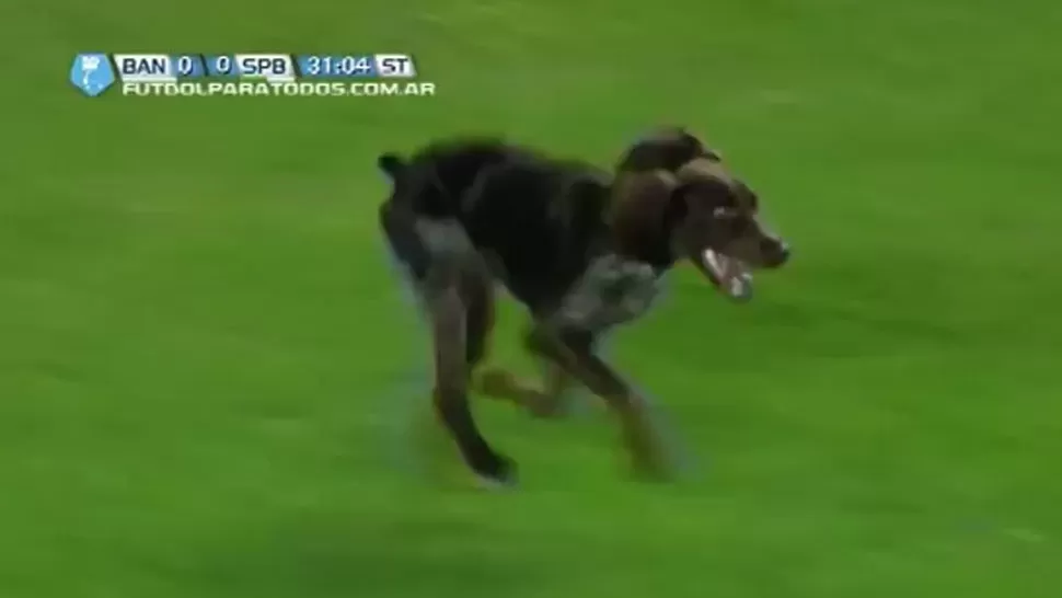 HABILIDOSO. El perro demostró sus condiciones para gambetear. CAPTURA DE VIDEO.