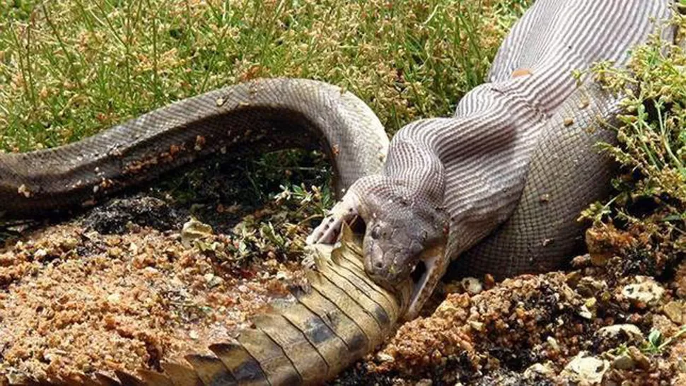 PARA COMERTE MEJOR. Con el cocodrilo, la serpiente cubrió su cuota alimenticia durante un mes. FOTO TOMADA DE ABC NEWS / MARVIN MULLER