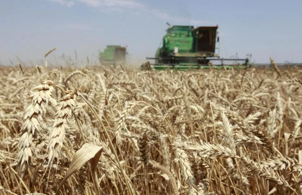 CUPOS. El trigo argentino puede cubrir la demanda local y la exportación. reuters