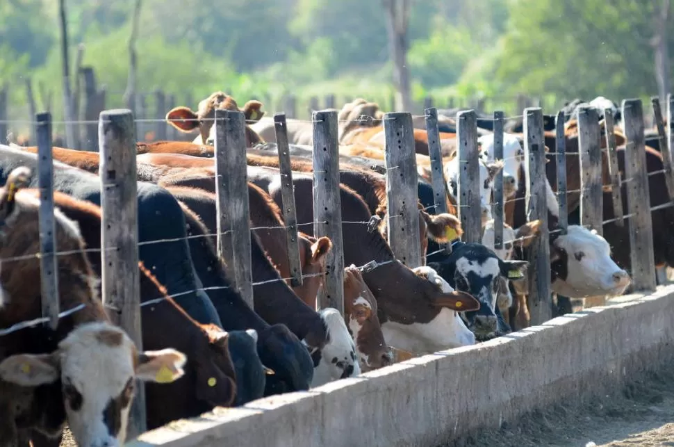 MEDICIONES A CAMPO. La emisión de gas metano, producto de los desechos de la digestión del alimento del ganado, es uno de los factores que contribuye al calentamiento global.  