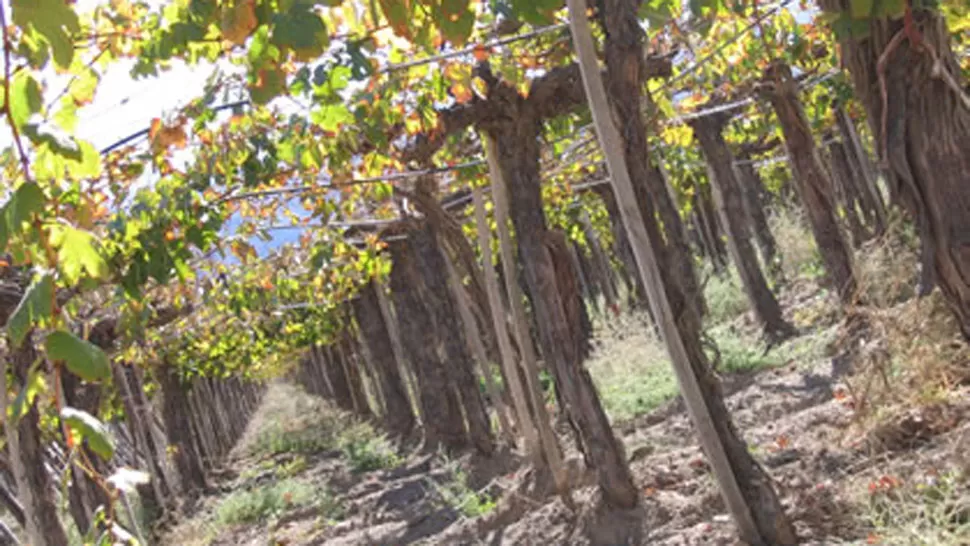 IMPULSO. El programa busca la integración del pequeño productor a la cadena vitivinícola. FOTO ARCHIVO