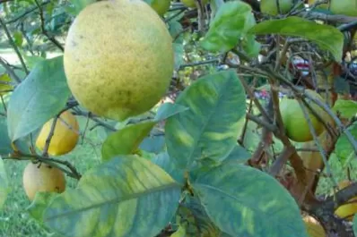 Contra el HLB hay que producir plantas bajo cubierta