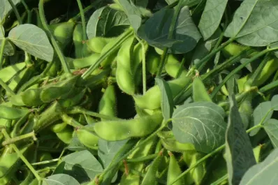 Los cultivos presentan un mejor desarrollo