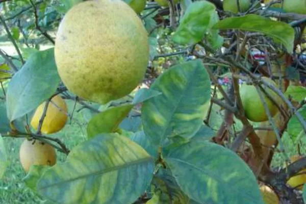 Contra el HLB hay que producir plantas bajo cubierta
