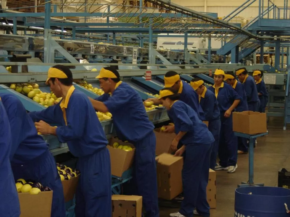 PRIMERA CALIDAD. Además de hacer una cosecha cuidadosa, los exportadores deberán seleccionar la mejor fruta en sus empaques de limones. la gaceta / archivo 