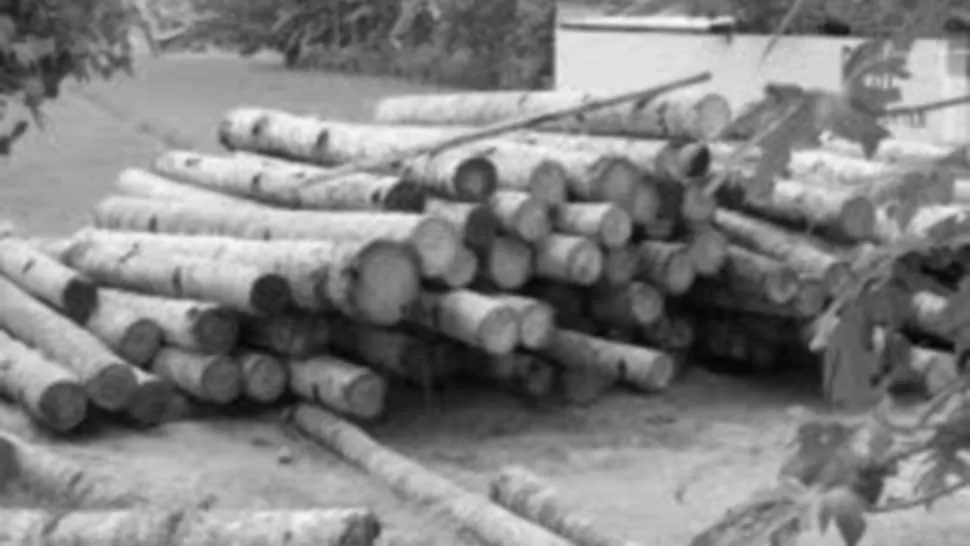 Las maderas transmutadas o “supermaderas” poseían una mayor estabilidad compositiva frente a los cambios atmosféricos y eran mucho más fácilmente moldeables.
