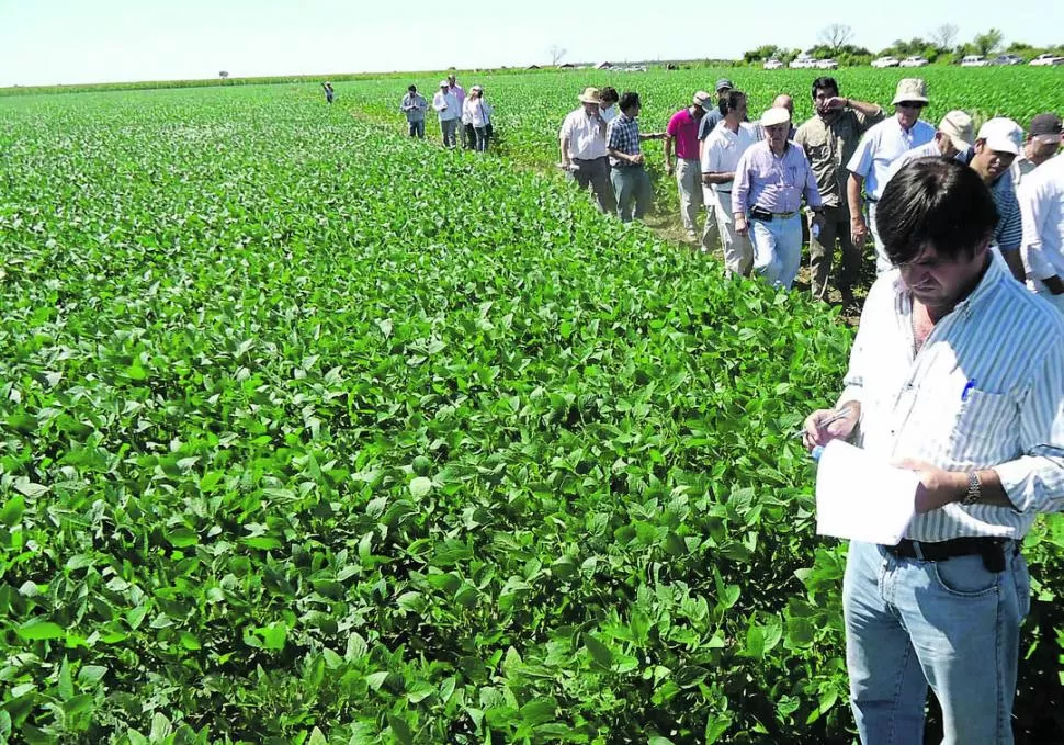 VERIFICACIÓN A CAMPO. Los productores zonales de soja y de maíz recorren los lotes en Tala Pozo, para observar los ensayos contra malezas resistentes. 
