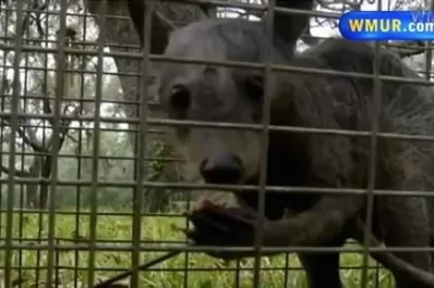 Creen haber capturado al chupacabras en Estados Unidos