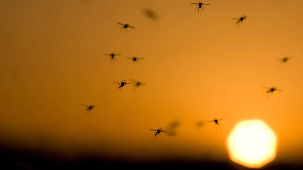 PLAGA. Insectos que pican y molestan, los mosquitos salen al atardecer, en busca de sangre. FOTO TOMADA DE ELOJODIGITAL.COM