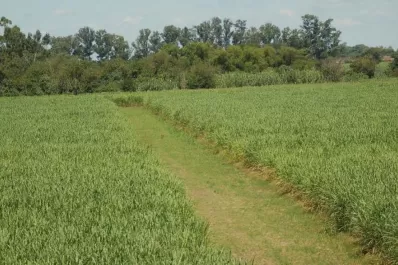 “El desafío es tener una producción sustentable”