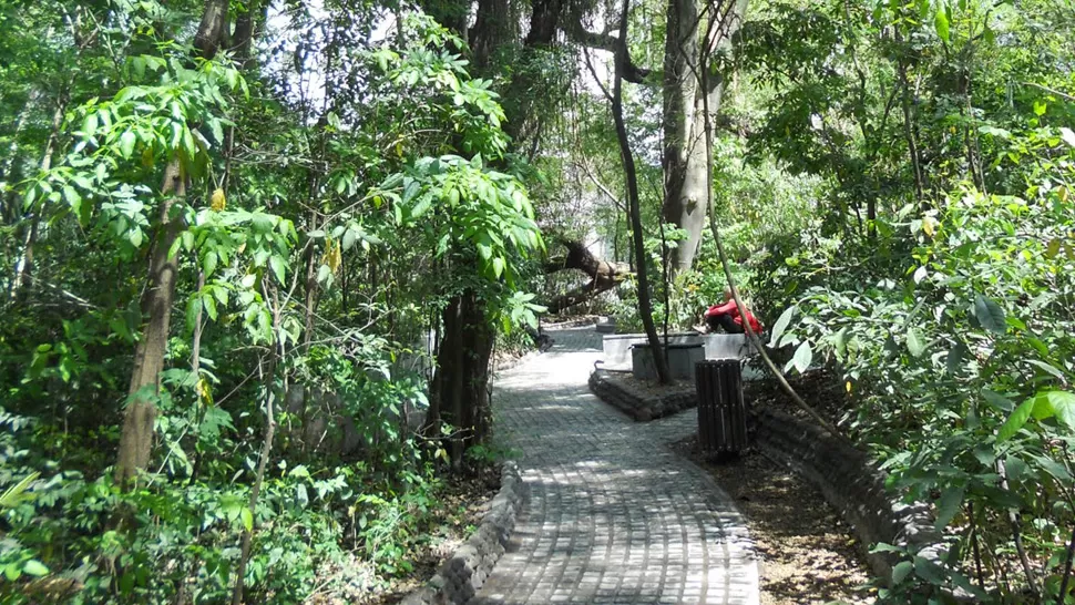 FUNDACIÓN MIGUEL LILLO.
Un paseo que invita a los visitantes a conocer todas las especies características de las yungas tucumanas en un paisaje selvático que constituye un gran atractivo turístico. 