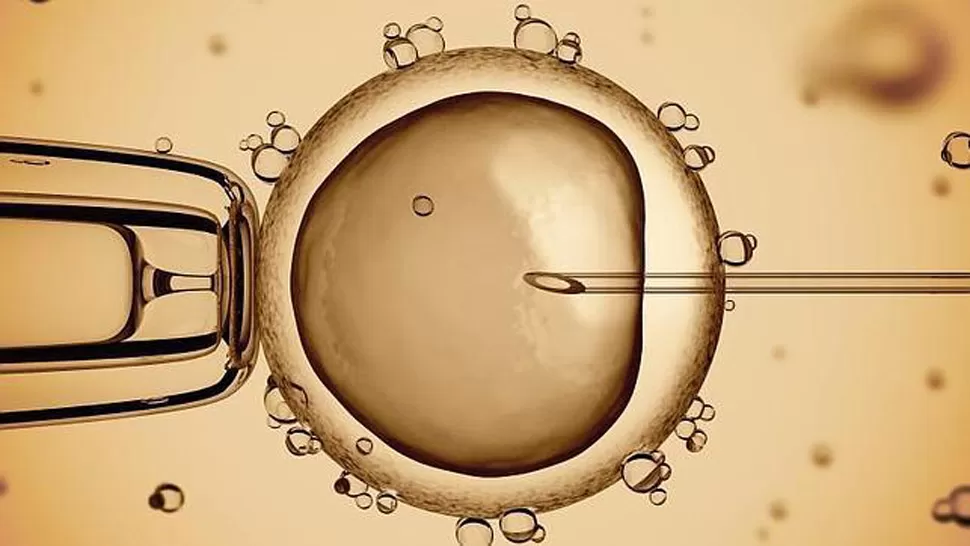 PROCEDIMIENTO. Así se ve, con microscopio, una fecundación in vitro. FOTO TOMADA DE ABC.ES