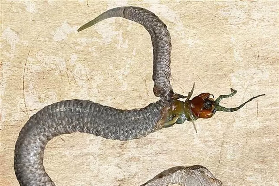 ESCAPE. El ciempiés intenta huir de la serpiente. FOTO TOMADA DE ABC.ES