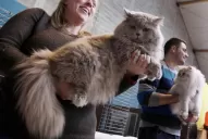 Hoy reinas de la casa, las mascotas ahora viven más y mejor