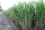 Los cañaverales de la zona Centro presentan los mejores valores sacarinos