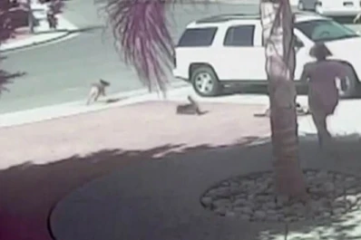 Video: Un gato rescató a un niño del ataque de un perro