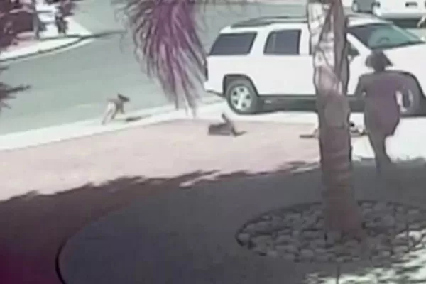 Video: Un gato rescató a un niño del ataque de un perro