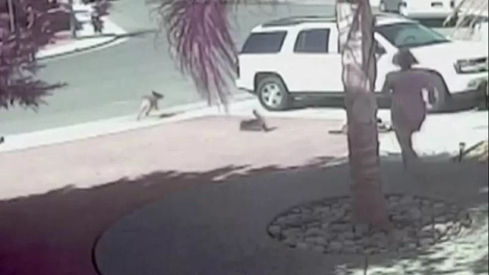 EN RETIRADA. Tras el ataque del gato, el perro salió corriendo. CAPTURA DE VIDEO