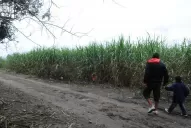 Sospechan que una hierba que se consume como té, habría causado la muerte de una niña